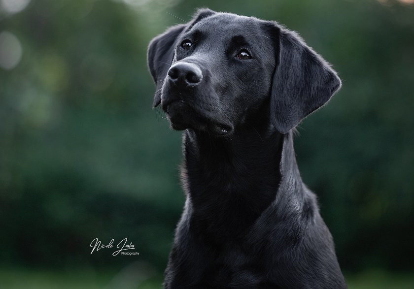 Kali vom Brennerberg