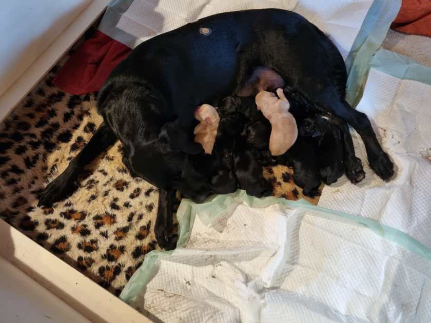 Montag 23. Jan 2023 : Kali schenkt elf gesunden Welpen das Leben geschenkt