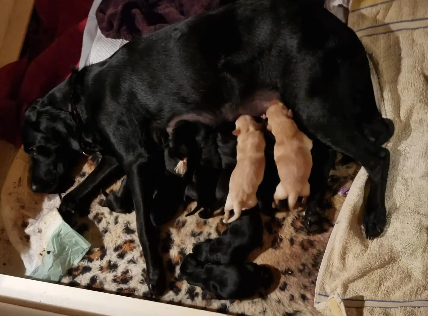 6 schwarze Rüden, 3 schwarze und zwei gelbe Hündinnen