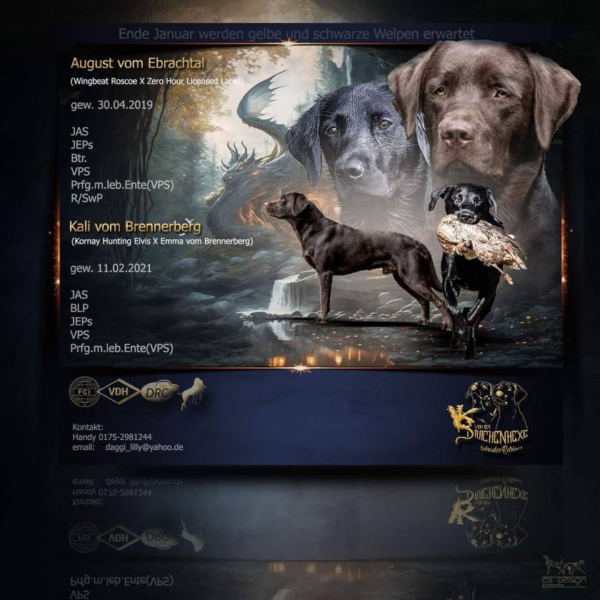 Kalis Bauch wächst und wir erwarten Ende Januar gelbe und schwarze Welpen