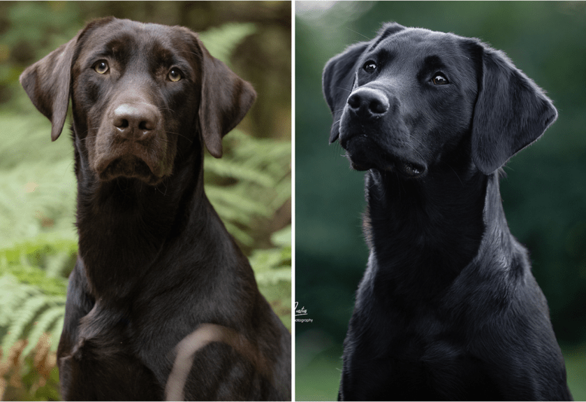 Flying Huntsman Der Seppel und Kali vom Brennerberg