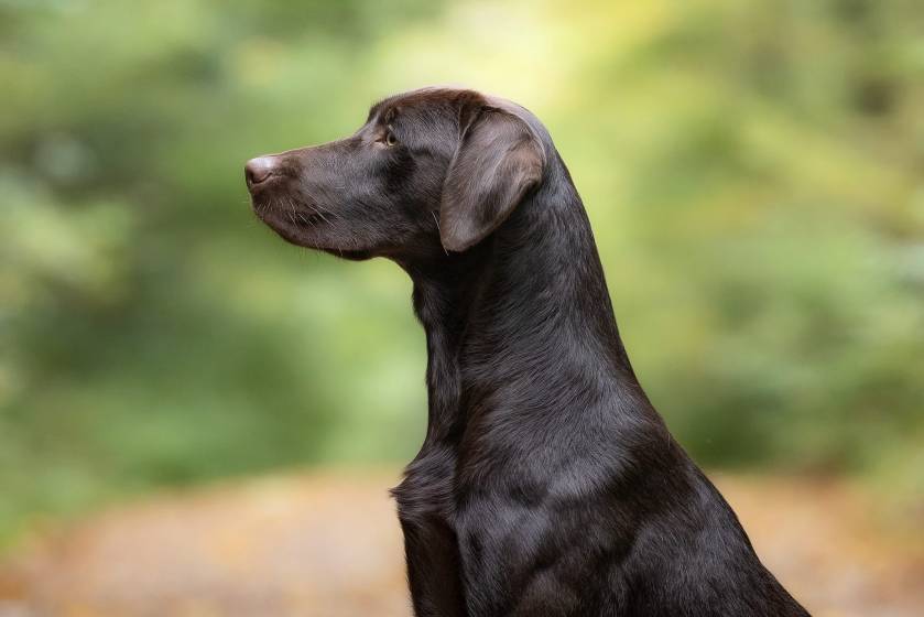 Flying Huntsman Der Seppl